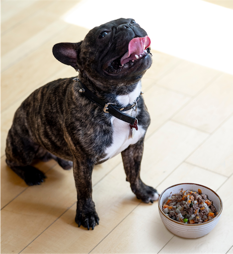 Dog eat fresh food