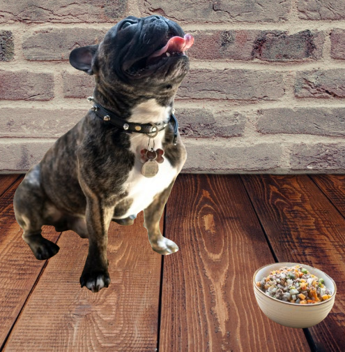 Dog eat fresh food