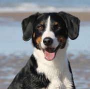 customer's Dog