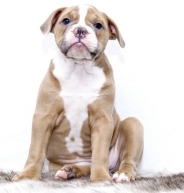 customer's Dog