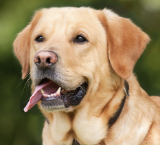 customer's Dog