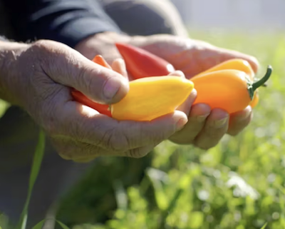 Fight food waste